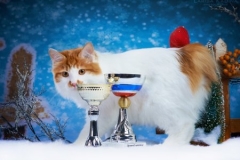 Kurilian Bobtail - SPRAGOVSKI - Yanush SPRAGOVSKI (unnamed-file)