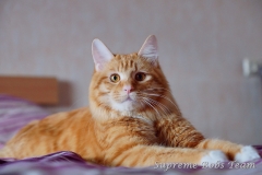 Kurilian Bobtail - Supreme Bobs Team - Zeus Supreme Bobs Team (ZEUSI7)