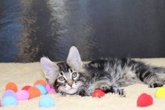 Maine Coon - Grand Calipso - Apollo Grand Calipso (IMG_20180216_075500_783)