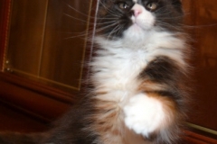 Maine Coon - Grand Calipso - Olisia Tailed mom (20180115_164937)