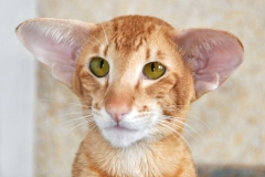 Oriental Shorthair - Chrysolie - ChatNoir Marshmellow (30710179_742935705914464_2782110863220277248_n)