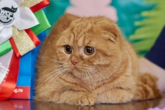 Scottish Fold - Albi Que - Dastin House Umnichka (unnamed-file)