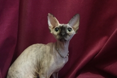 Sphynx cat - Московский городской клуб любителей кошек Москва - LaScala Amanda (8A20AD3C-D5D7-4FBE-8E3B-BD72DE5265CC)
