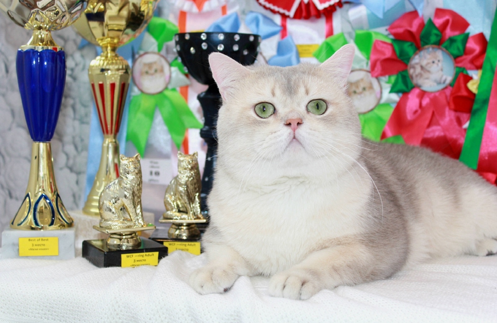 British Shorthair - Gentle Fuzzies - Rare Color Jason Wu - unnamed-file
