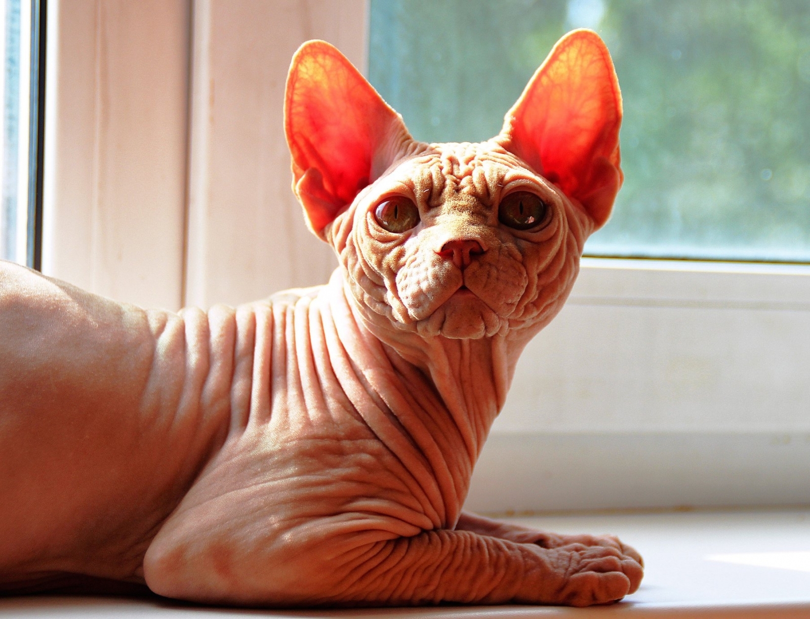 Sphynx cat - Fata Morgana-RU - MalinkaS Garfield - 40158542_941618352708717_5102819978311106560_o