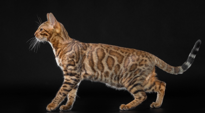 Bengal cat - Iridescent - Nrgis Matrosh - 1388