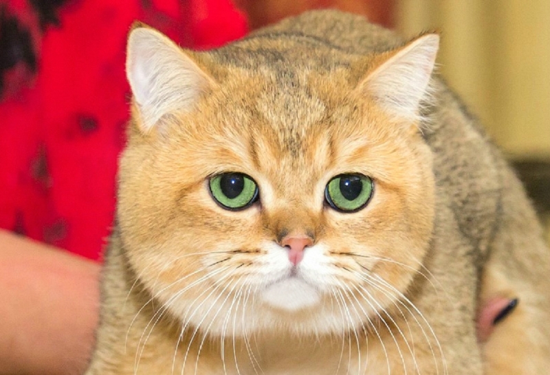 British Shorthair - Gentle Fuzzies - Gentle Fuzzies Golden Howard - unnamed-file