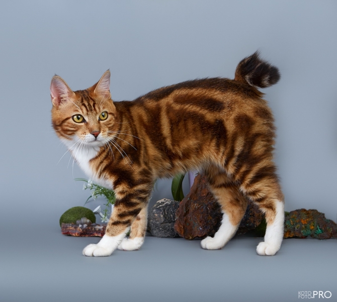 Kurilian bobtail - Blue Blood-RU - Italiano Blue Blood-RU - S12A0400