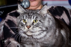 Maine Coon - Vaal Gat - Dobrunya Vaal Cat - 36b2e7f0e8d5a8f8438c28d02c5b757d