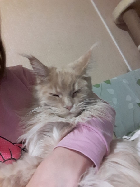 Maine Coon - Vaal Gat - Lady Vaal Gat - IMG-20181226-WA0026