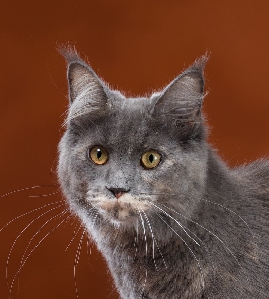 Maine Coon - Vaal Gat - Legend Vaal Gat - IMG_20181219_100432
