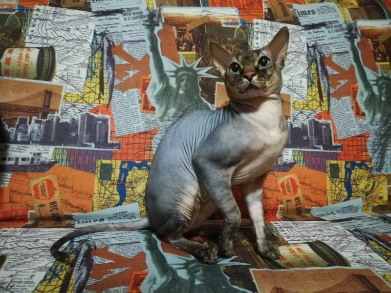 Sphynx cat - - Доминик - vVJWSxHE81g