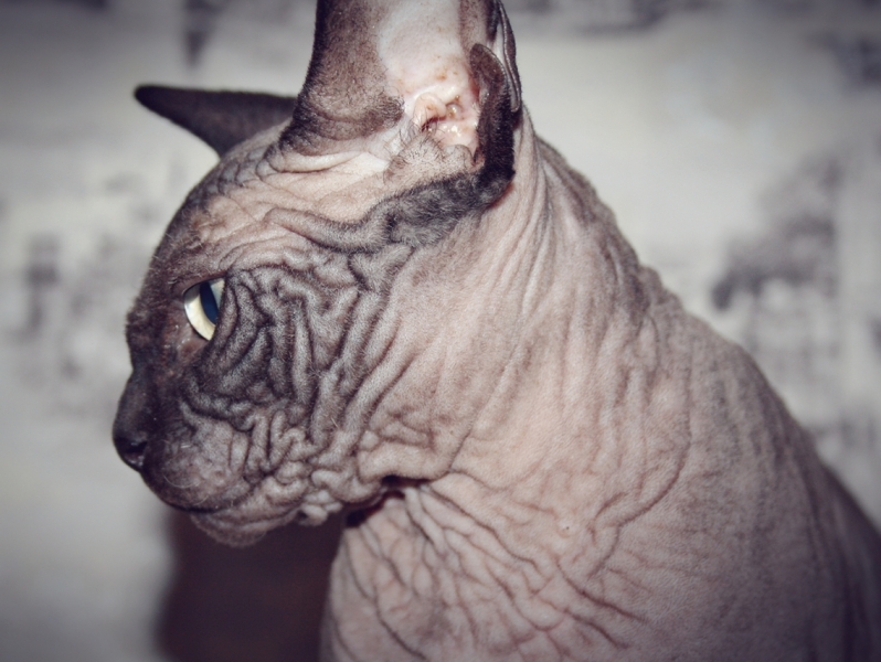 Sphynx cat - Vilia Prano - Caprizsphynx luxor - BeautyPlus_20181123200654285_save