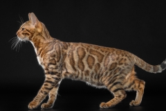 Bengal cat - Iridescent - Nrgis Matrosh - 1388