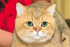 British Shorthair - Gentle Fuzzies - Gentle Fuzzies Golden Howard - unnamed-file