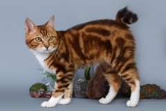 Kurilian bobtail - Blue Blood-RU - Italiano Blue Blood-RU - S12A0400