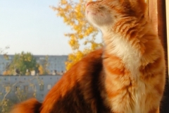 Kurilian bobtail - Tail Hook - Tail Hook Vesnushka - 5OFDtOmtuCY