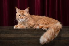 Maine Coon - Grand Calipso - Arman Pride Grand - IMG-20180429-WA0011