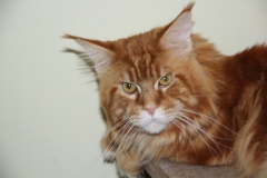Maine Coon - Nordirbiscat - Brossinger Nordirbiscat - g4uk1Y7Lj2w