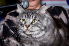 Maine Coon - Vaal Gat - Dobrunya Vaal Cat - 36b2e7f0e8d5a8f8438c28d02c5b757d