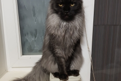 Maine Coon - Vaal Gat - Jokonda Vaal Cat - 20181211_234920