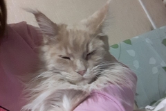 Maine Coon - Vaal Gat - Lady Vaal Gat - IMG-20181226-WA0026