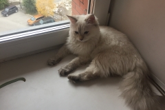 Neva Masquerade - TRPOFC Cats and Company - My Doroteya Siberian Gift - 1CF663B7-36EE-4B86-9656-C16C16900C92