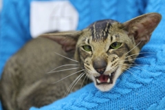 Oriental Shorthair - Jade Pharaoh - Runway King Jade Pharaoh - 8d08c00a4ad477cff2a704fa17f5a04c