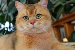 Scottish Fold Shorthair - Emerald GLAmurr - Klondaike Emerald GLAmurr - image-5