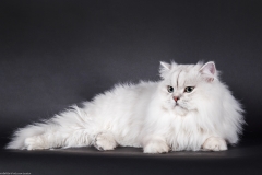 Scottish Straight Longhair - Фрейя - Bonaparte Flaffy Artniks - 01B16E27-E425-4864-BFAC-82046A38B6ED