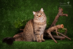 Siberian - Sladkoe Pyatnyshko - Danuta - IMG_1464