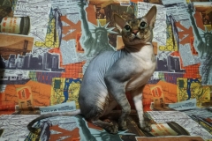 Sphynx cat - - Доминик - vVJWSxHE81g