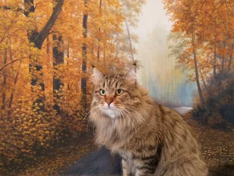 Siberian cat - - Artemij Origrace - 90 - IMG-20190124-WA0047