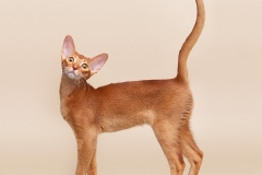 Abyssinian cat - Hecate - Laura Hecate - 79 - S12A3682