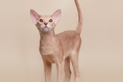 Abyssinian cat - Hecate - Manuel Hecate - 78 - S12A3802
