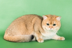 British Shorthair - Heleger Gold - Travis Heleger Gold - 62 - Travis-Heleger-Gold