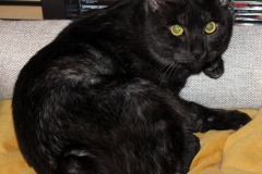 Kurilian bobtail - Бобс - Бонифаций Милорд - 30 - АIMG_3004