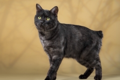 Kurilian bobtail - Cvetushii Bagul - ATTILA TAEZHNYI ROMAN - 2 - AAM_1039