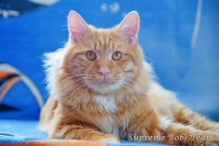 Kurilian bobtail - Supreme Bobs Team - Zeus Supreme Bobs Team - 1 - zew4
