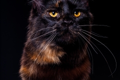 Maine Coon - - Венеция Демарис - 89 - 1ZXbsuBRwUk