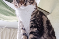 Maine Coon - - Amaty - 76 - DSC_4067