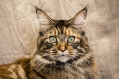 Maine Coon - - VENERA KING FOREST - 74 - NIK_1716