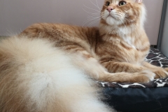 Maine Coon - BWild - J. Ch. BALTHAZAR of Alphin
