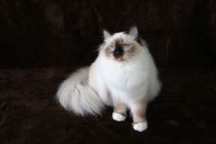 Sacred Birman - Charming Point - Daniella Charming Point - IMG_0603