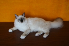 Sacred Birman - Charming Point - Elsa Charming Point - IMG_0889