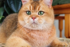 Scottish Straight Shorthair - Emerald GLAmurr - Klondaike Emerald GLAmurr - 5 - image-28