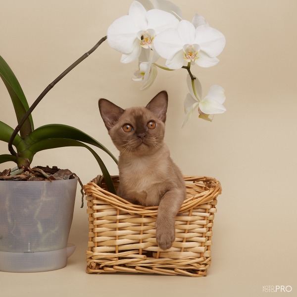 Burmese cat - Burmagesty - Burmagesty Melody - 8F2040F5-C79D-4BCA-8B93-16A5939AB59C