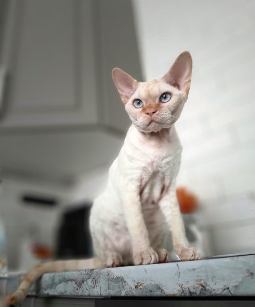 Devon Rex - Pluie d Etoiles - Redis - 20200201_130340-01-01