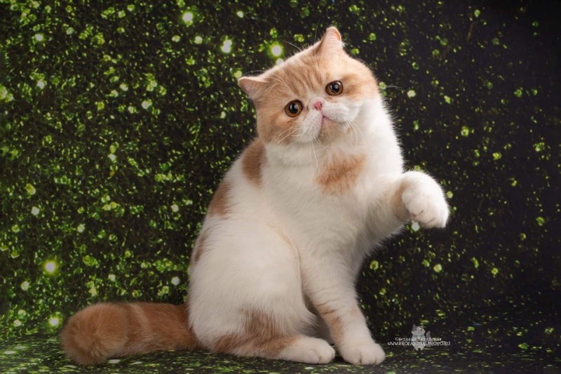 Exotic Shorthair - Iz Doma Afrodite - LORD Nelson of Bullkittens RU - eWvQaxntAKA