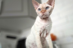 Devon Rex - Pluie d Etoiles - Redis - 20200201_130340-01-01